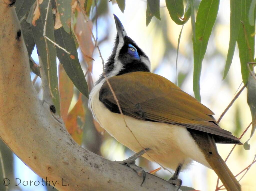 Blue-faced Honeyeater (Entomyzon cyanotis)