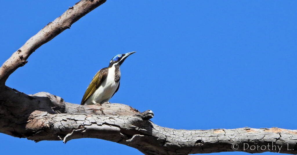 Blue-faced Honeyeater (Entomyzon cyanotis)