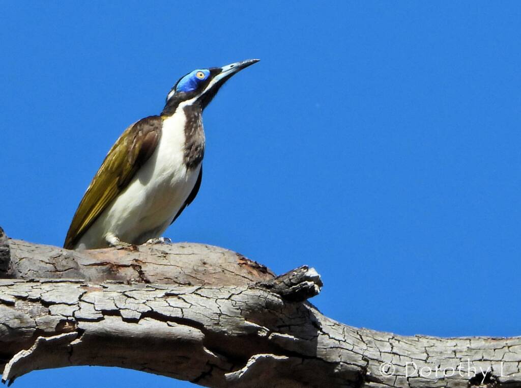 Blue-faced Honeyeater (Entomyzon cyanotis)