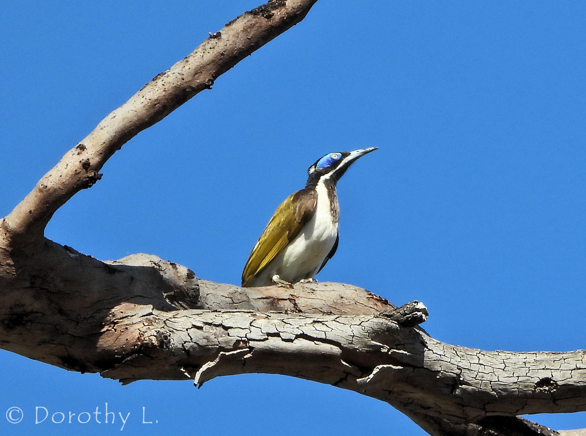 Blue-faced Honeyeater (Entomyzon cyanotis)