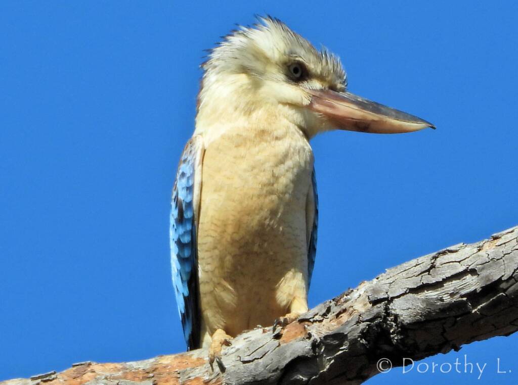 Blue-winged Kookaburra (Dacelo leachii)