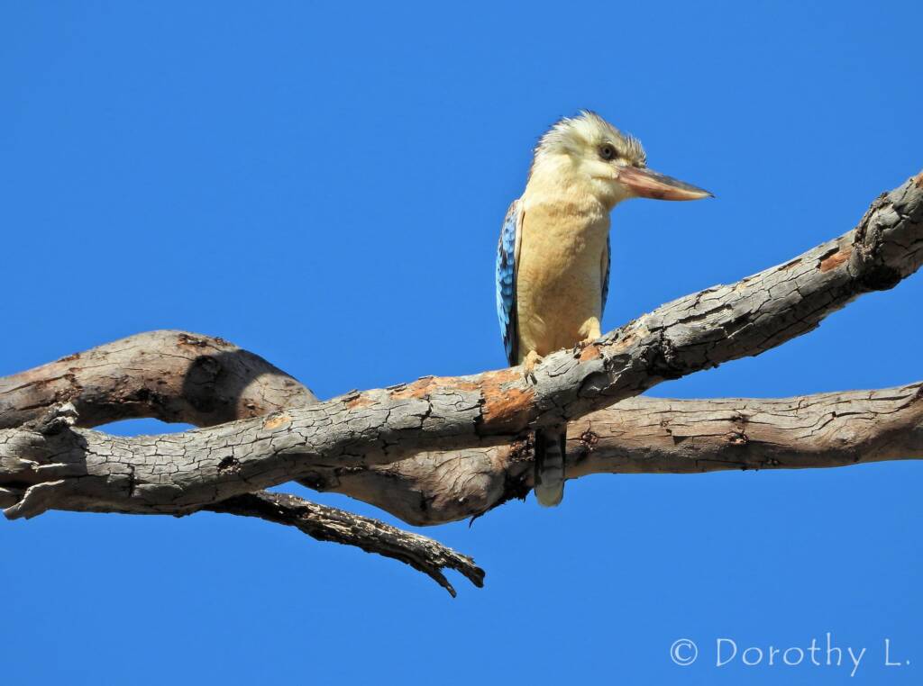 Blue-winged Kookaburra (Dacelo leachii)