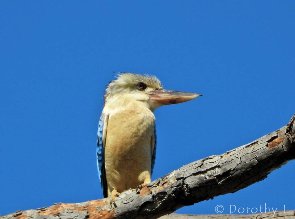 Blue-winged Kookaburra (Dacelo leachii)