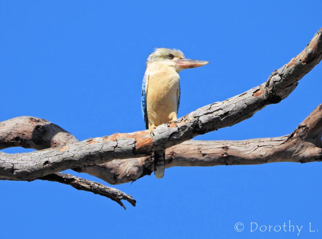 Blue-winged Kookaburra (Dacelo leachii)
