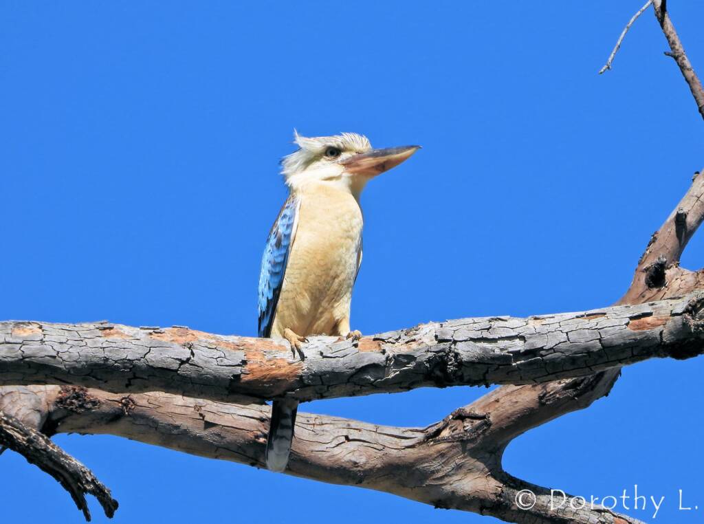 Blue-winged Kookaburra (Dacelo leachii)