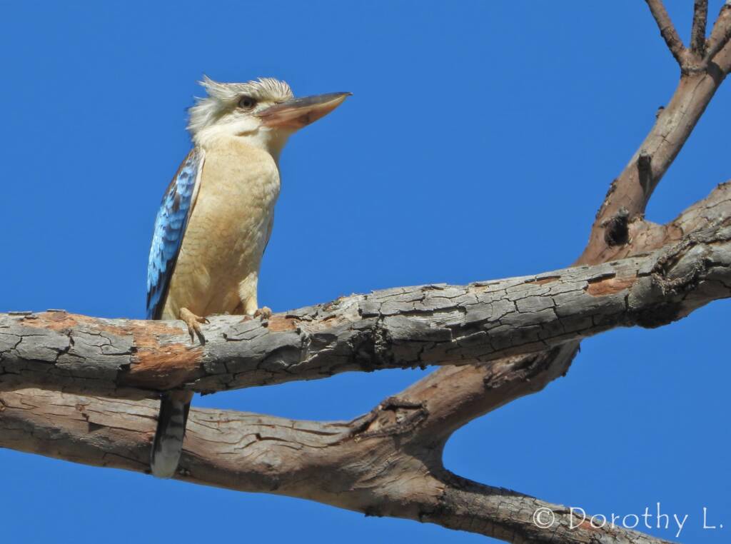 Blue-winged Kookaburra (Dacelo leachii)