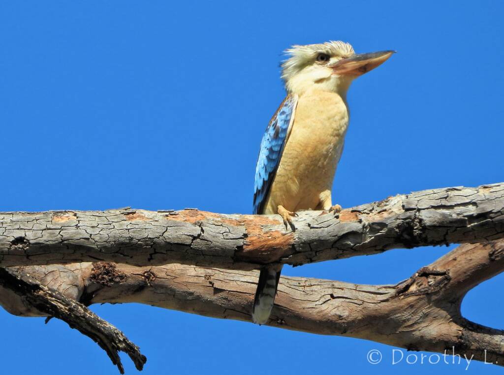 Blue-winged Kookaburra (Dacelo leachii)
