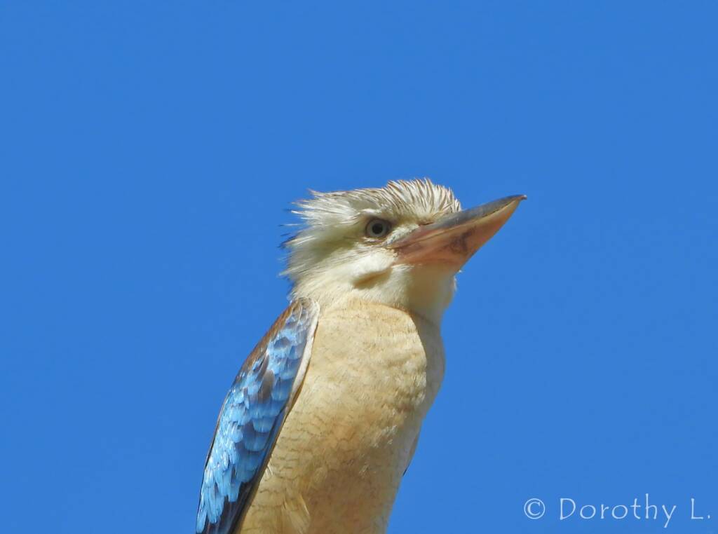 Blue-winged Kookaburra (Dacelo leachii)