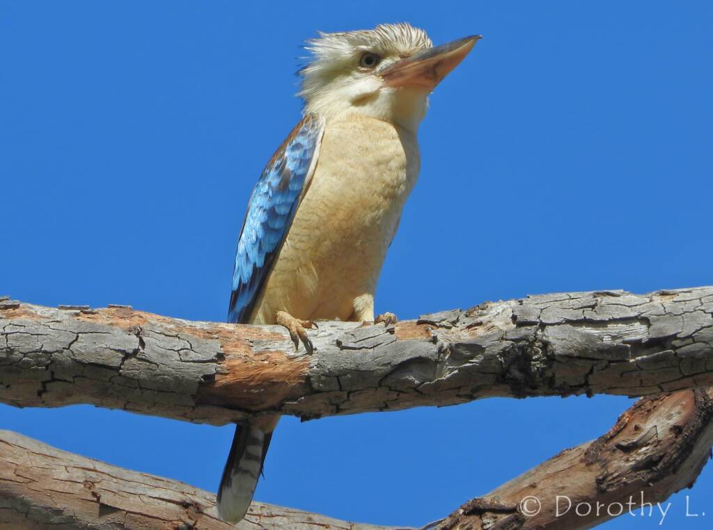 Blue-winged Kookaburra (Dacelo leachii)