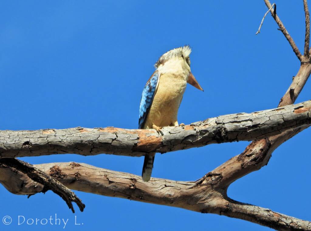 Blue-winged Kookaburra (Dacelo leachii)