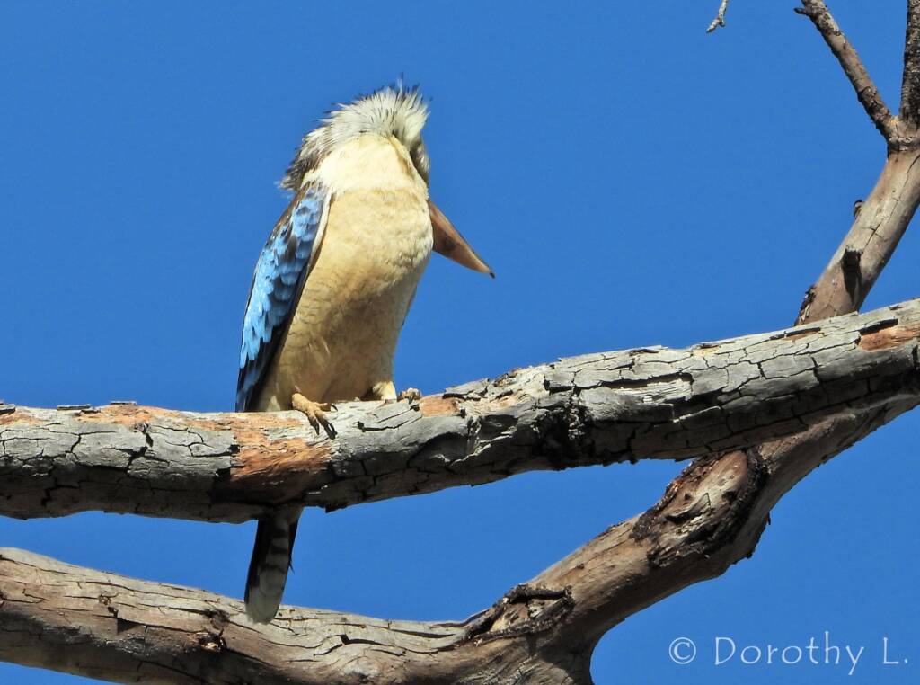 Blue-winged Kookaburra (Dacelo leachii)