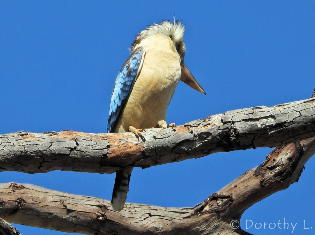 Blue-winged Kookaburra (Dacelo leachii)