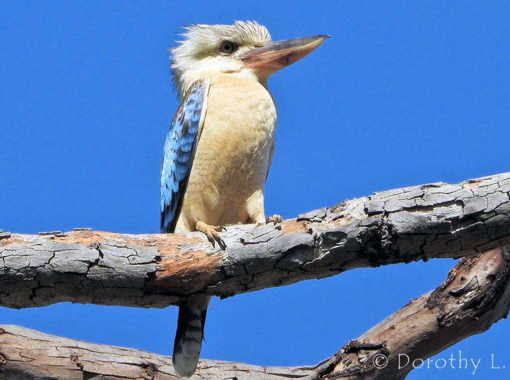 Blue-winged Kookaburra (Dacelo leachii)