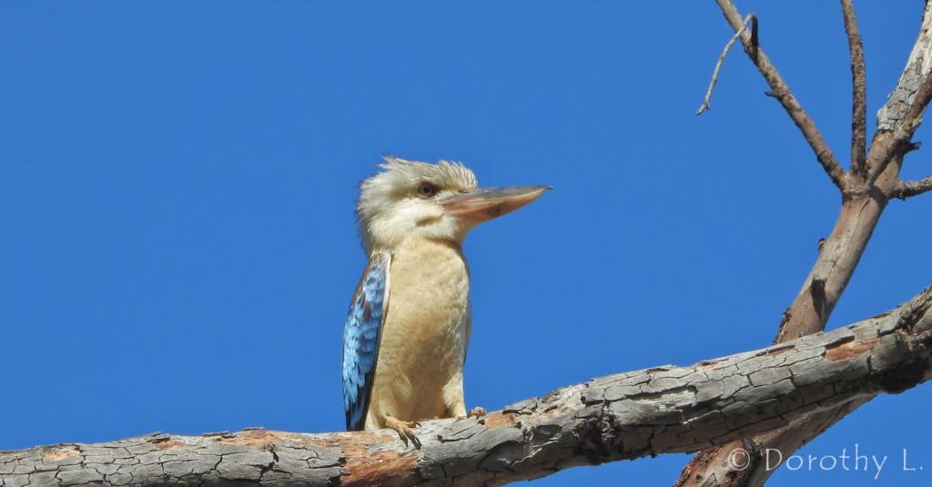 Blue-winged Kookaburra (Dacelo leachii)