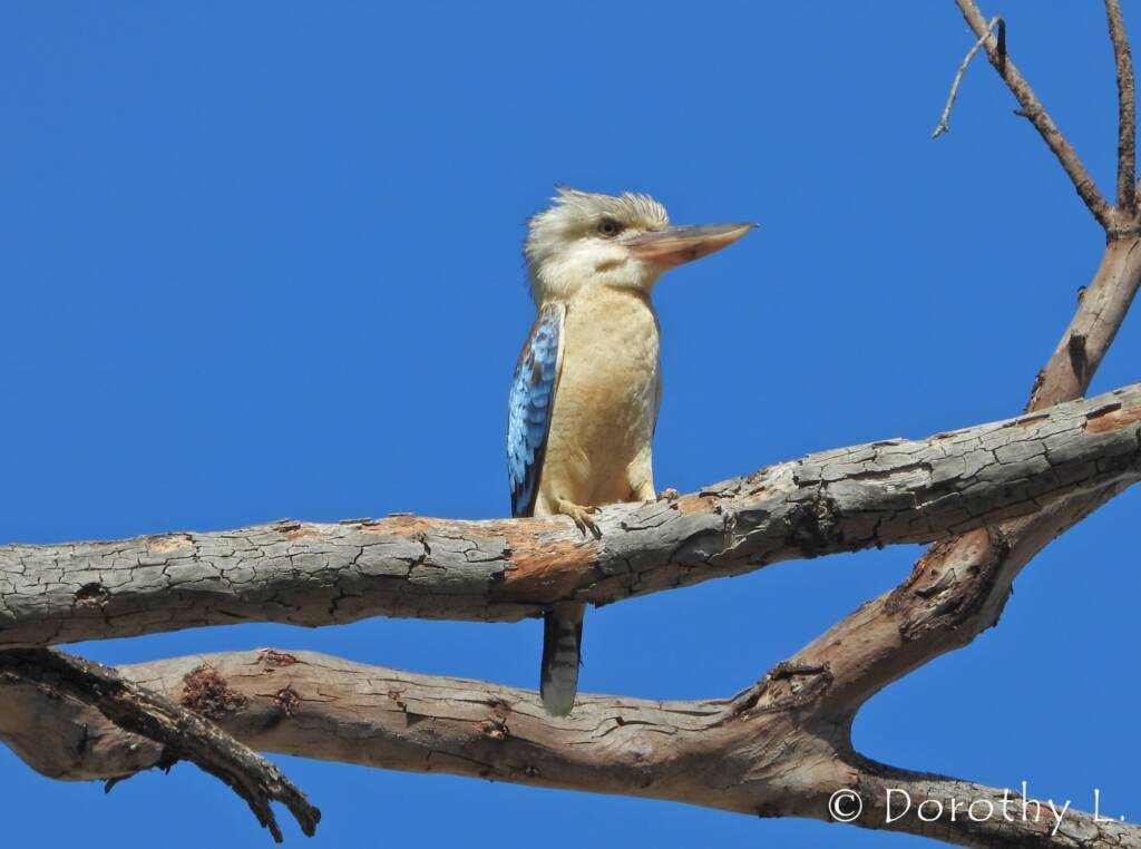 Blue-winged Kookaburra (Dacelo leachii)