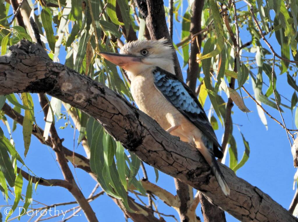 Blue-winged Kookaburra (Dacelo leachii)