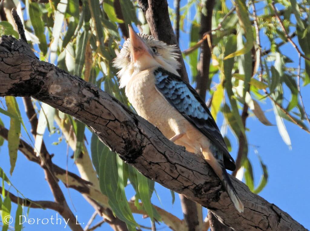 Blue-winged Kookaburra (Dacelo leachii)