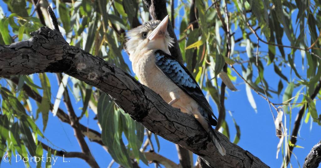Blue-winged Kookaburra (Dacelo leachii)