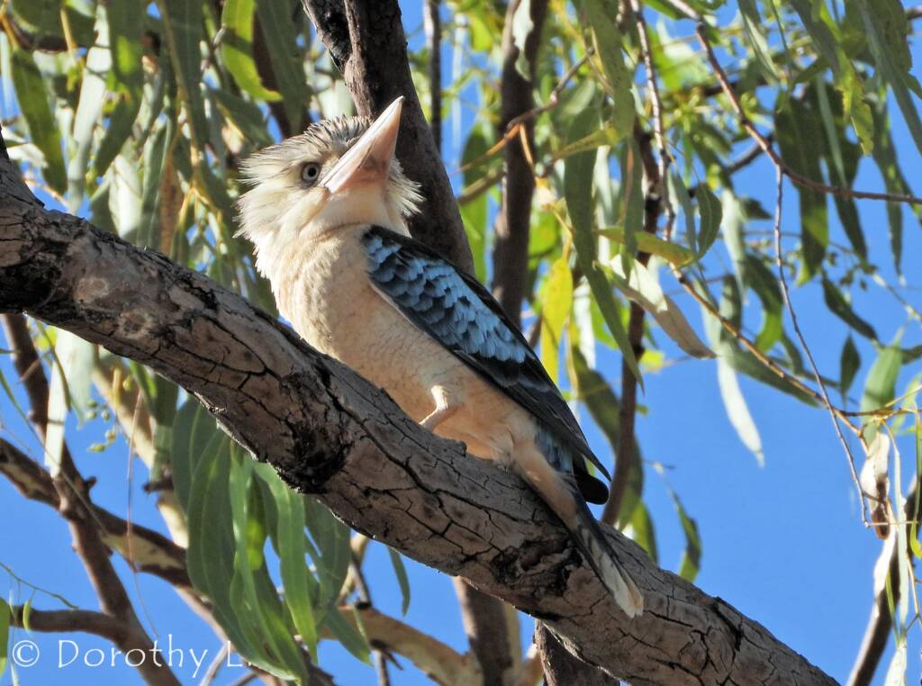 Blue-winged Kookaburra (Dacelo leachii)