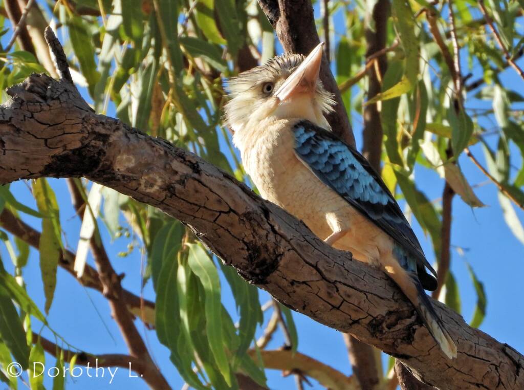 Blue-winged Kookaburra (Dacelo leachii)