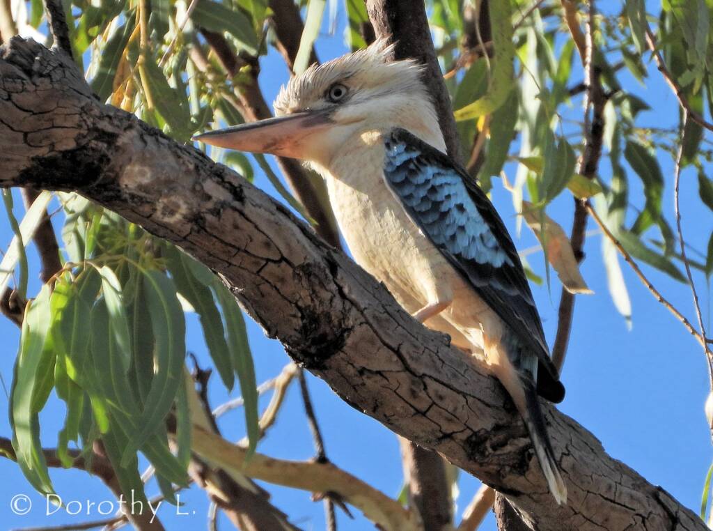 Blue-winged Kookaburra (Dacelo leachii)