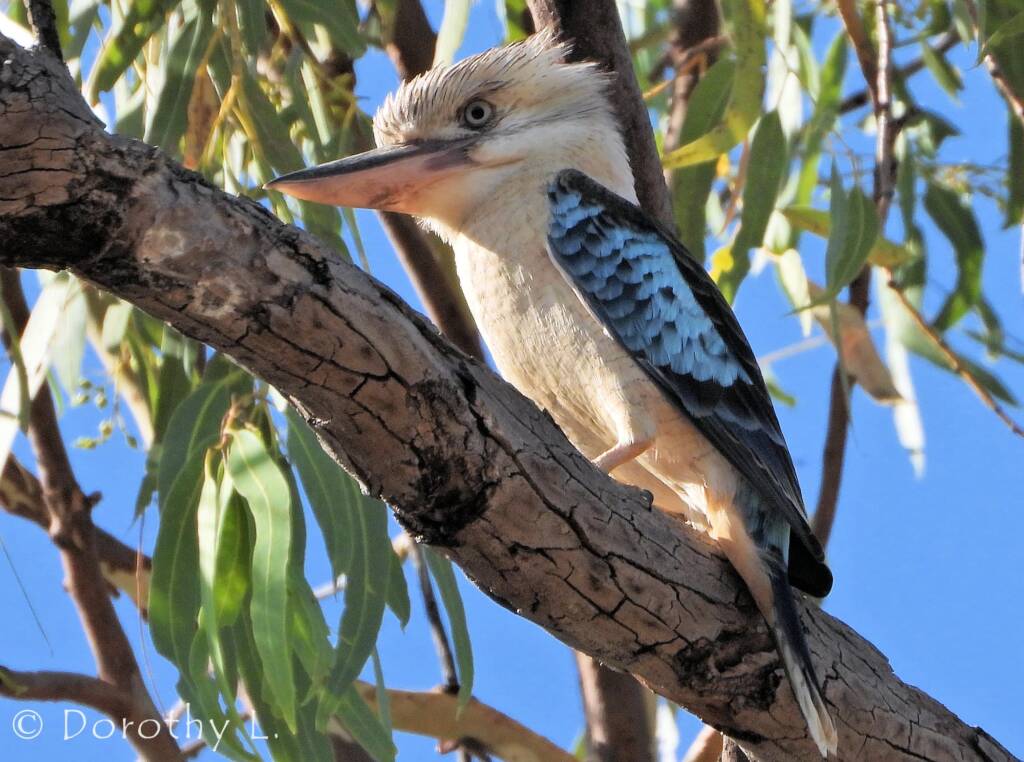 Blue-winged Kookaburra (Dacelo leachii)