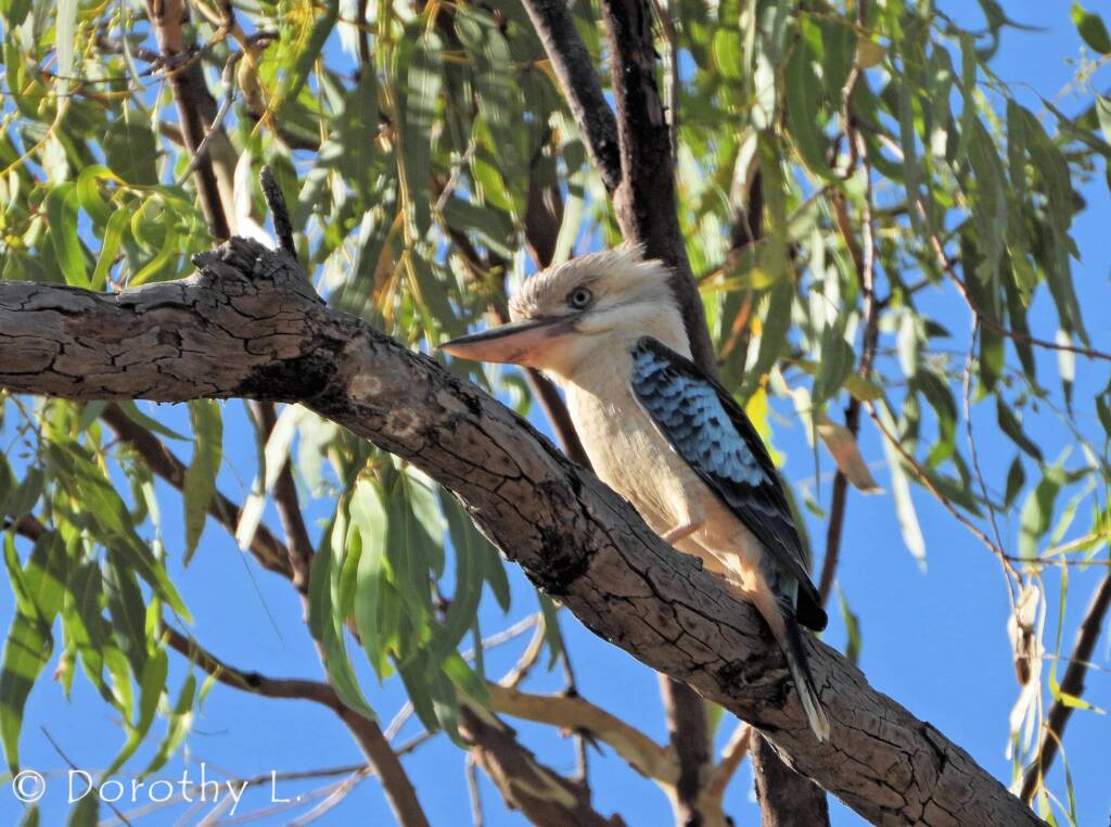 Blue-winged Kookaburra (Dacelo leachii)