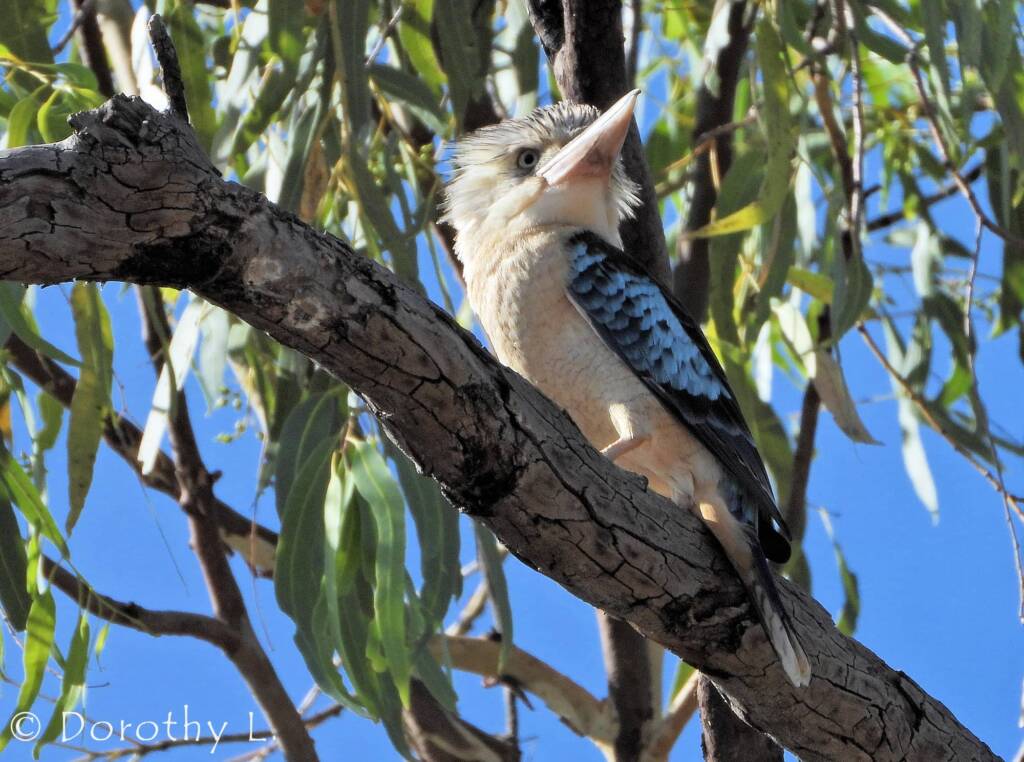 Blue-winged Kookaburra (Dacelo leachii)