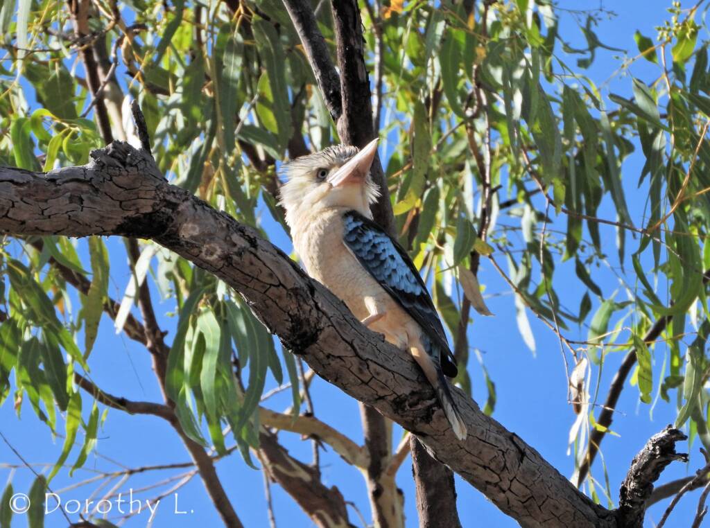Blue-winged Kookaburra (Dacelo leachii)
