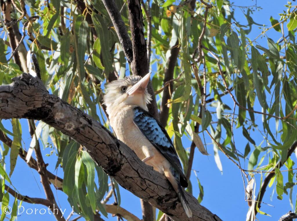 Blue-winged Kookaburra (Dacelo leachii)