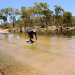 Catching Hyrtl's Catfish (Neosilurus hyrtlii) crossing Jay Creek, Central Australia, NT