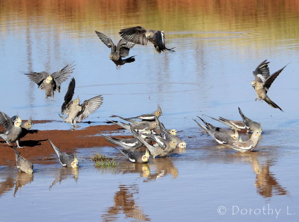 Cockatiels (Nymphicus hollandicus), Kunoth Bore, NT