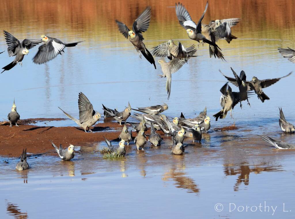Cockatiels (Nymphicus hollandicus), Kunoth Bore, NT