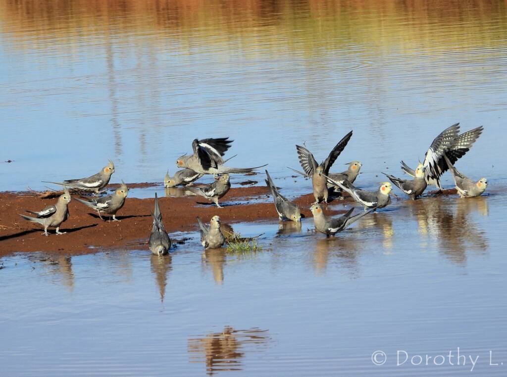 Cockatiels (Nymphicus hollandicus), Kunoth Bore, NT