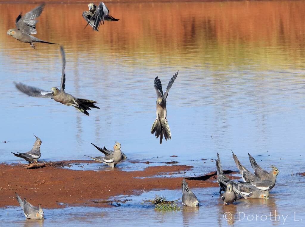 Cockatiels (Nymphicus hollandicus), Kunoth Bore, NT