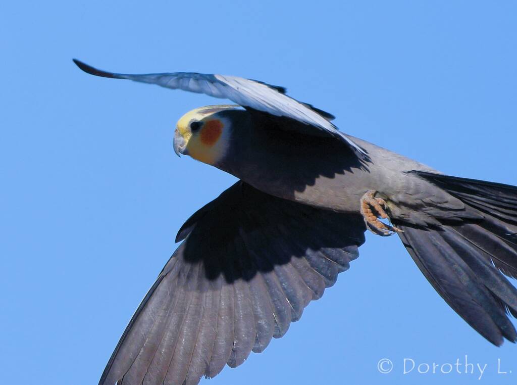Cockatiel (Nymphicus hollandicus) in flight