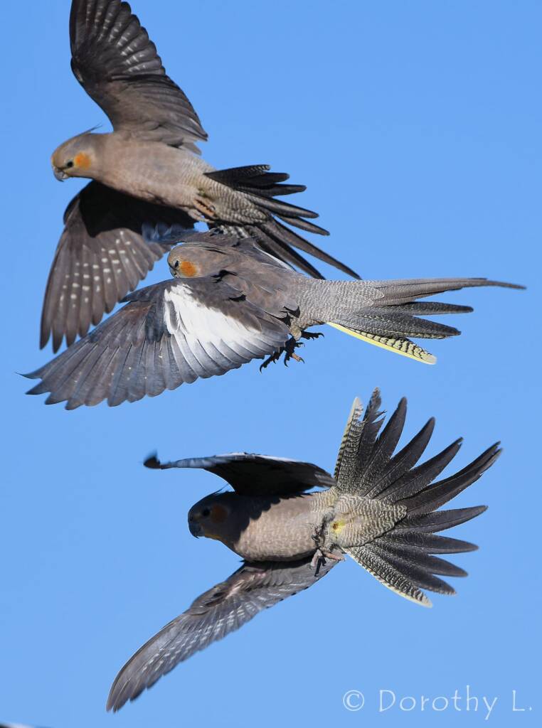 Cockatiels (Nymphicus hollandicus) in flight, Kunoth Bore, NT