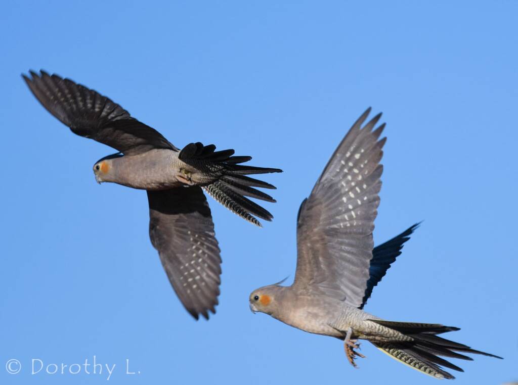 Cockatiels (Nymphicus hollandicus) in flight, Kunoth Bore, NT