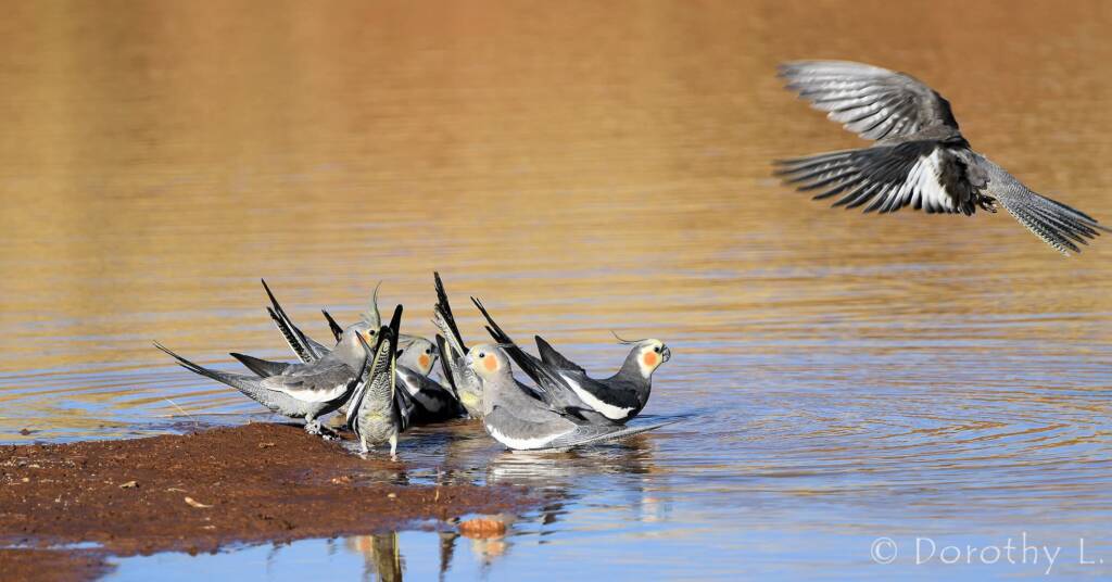 Cockatiels (Nymphicus hollandicus), Kunoth Bore, NT