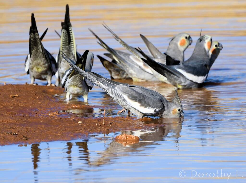 Cockatiels (Nymphicus hollandicus), Kunoth Bore, NT