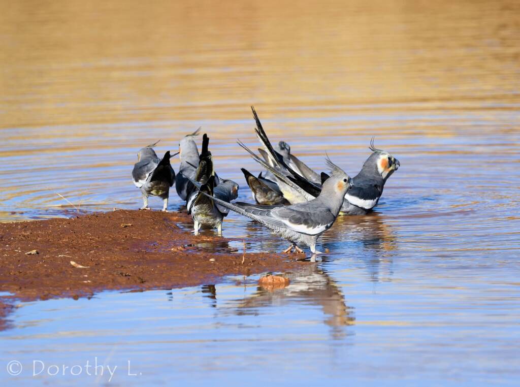 Cockatiels (Nymphicus hollandicus), Kunoth Bore, NT