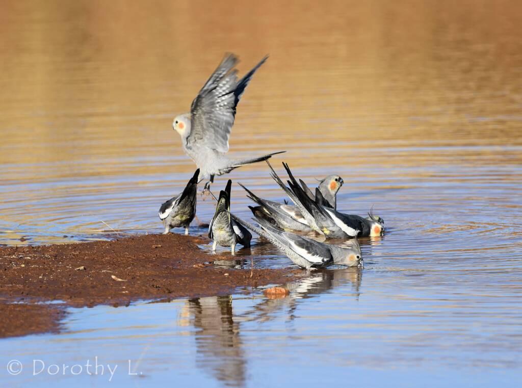 Cockatiels (Nymphicus hollandicus), Kunoth Bore, NT