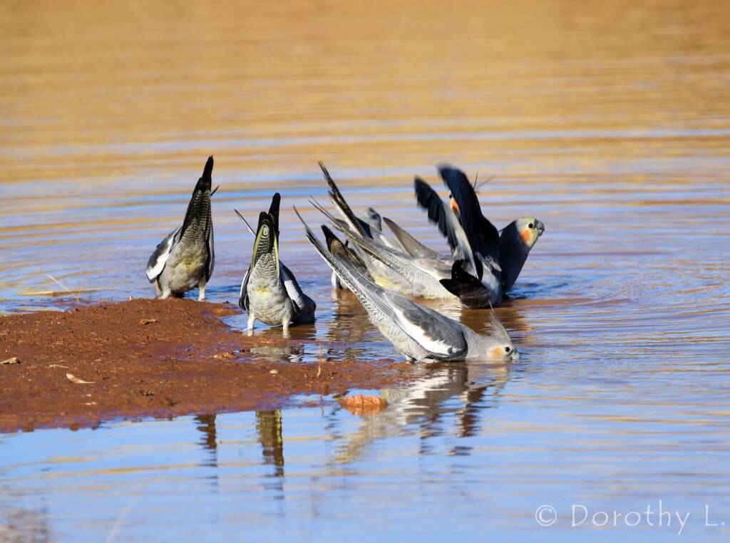 Cockatiels (Nymphicus hollandicus), Kunoth Bore, NT