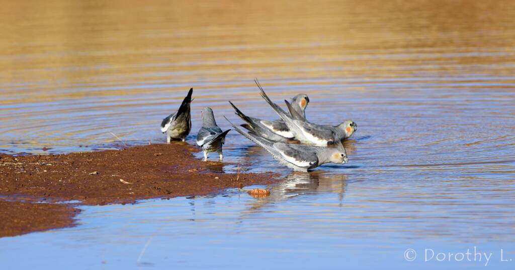 Cockatiels (Nymphicus hollandicus), Kunoth Bore, NT