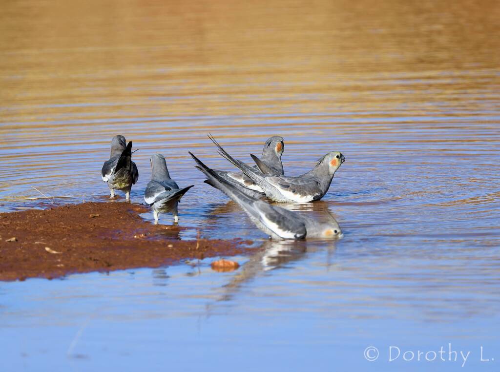Cockatiels (Nymphicus hollandicus), Kunoth Bore, NT