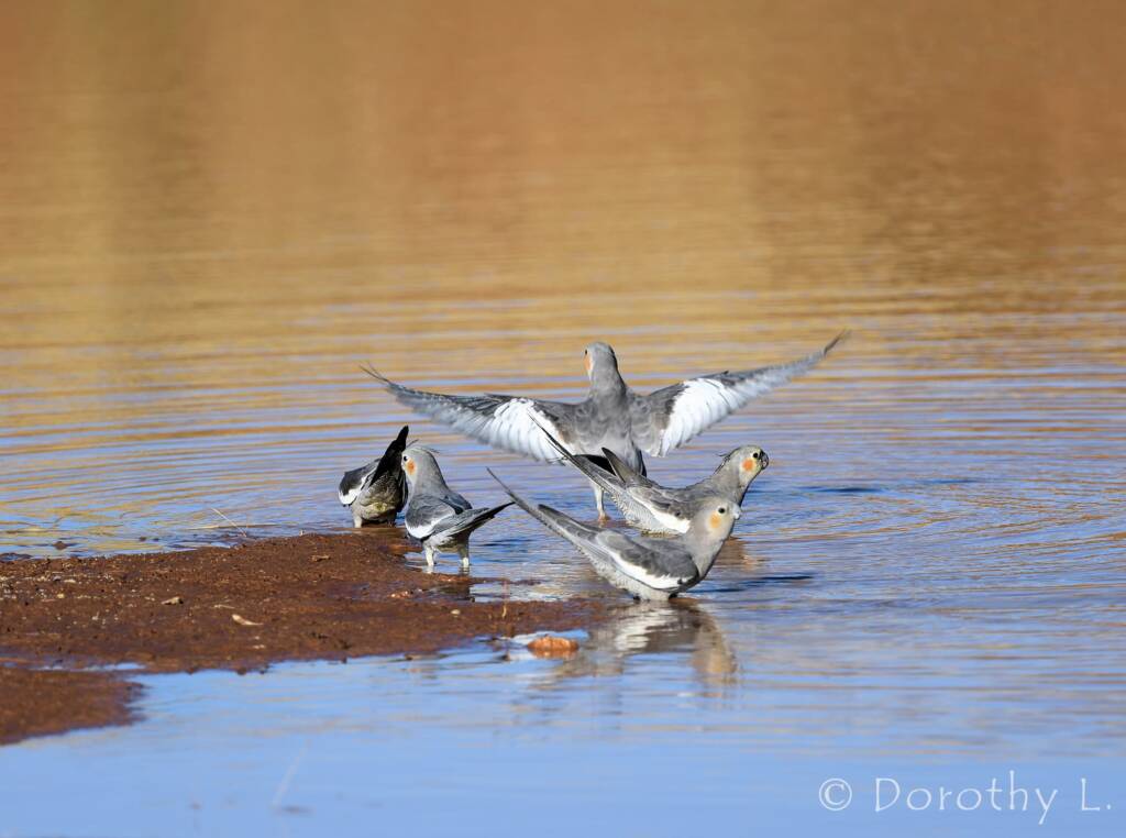 Cockatiels (Nymphicus hollandicus), Kunoth Bore, NT