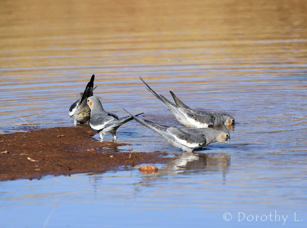 Cockatiels (Nymphicus hollandicus), Kunoth Bore, NT