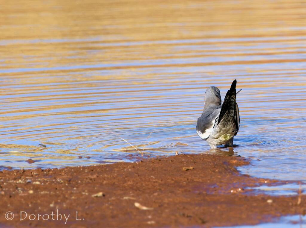 Cockatiel (Nymphicus hollandicus), Kunoth Bore, NT