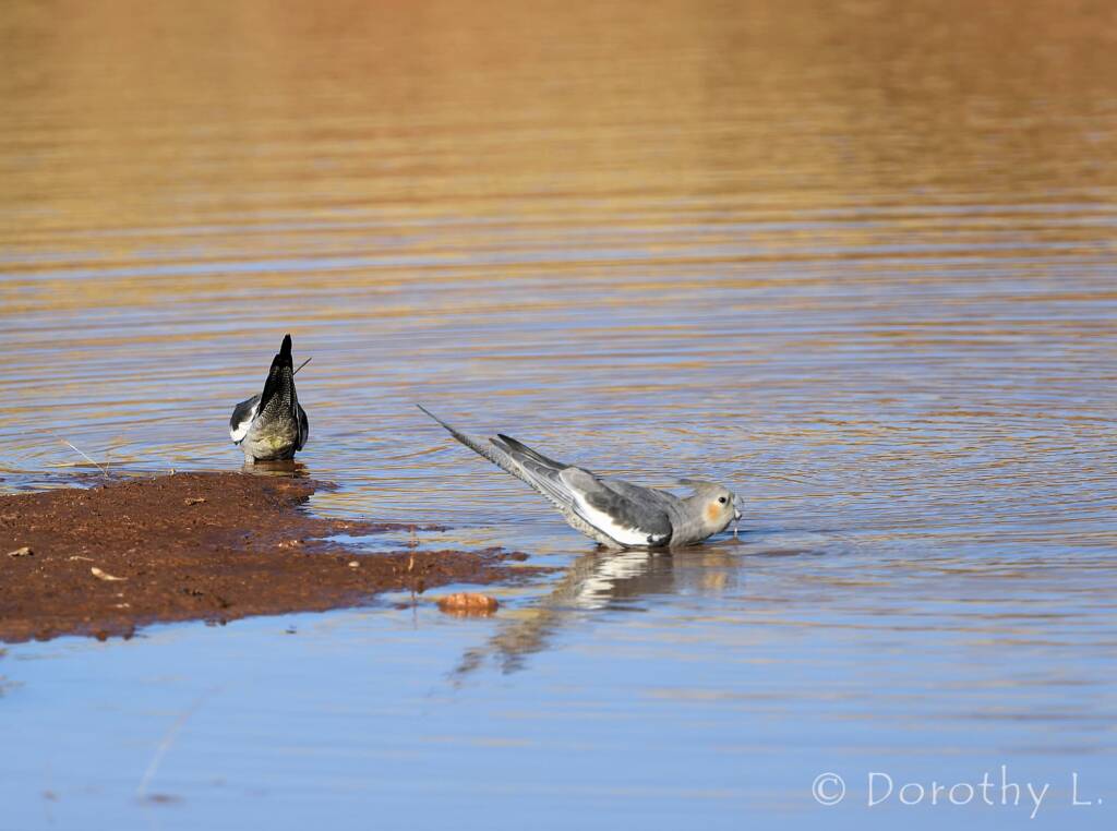 Cockatiels (Nymphicus hollandicus), Kunoth Bore, NT