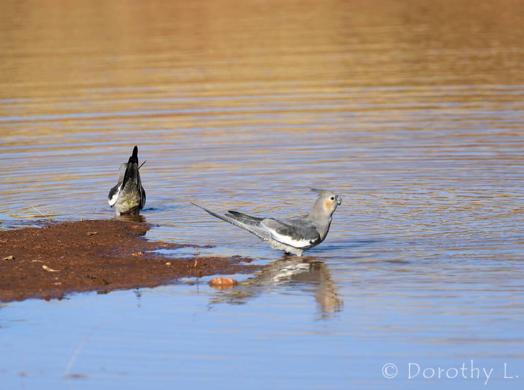 Cockatiels (Nymphicus hollandicus), Kunoth Bore, NT